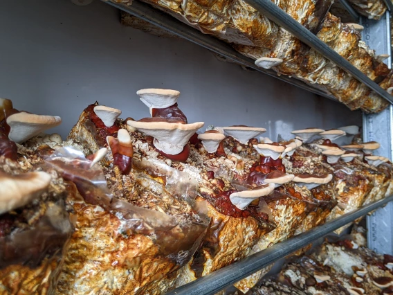 Ganoderma