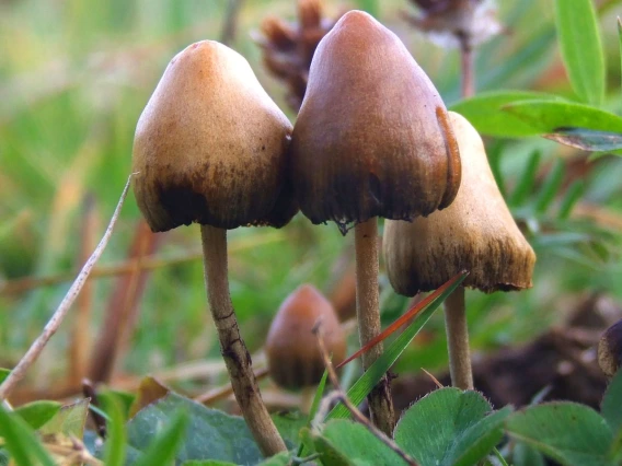 Psilocybe