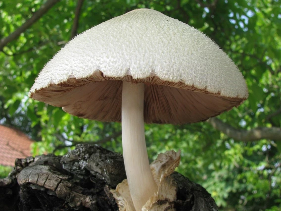 Volvariella