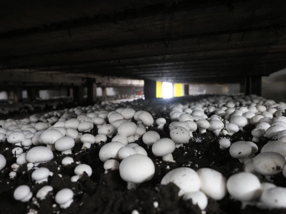 Agaricus