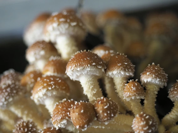 Pholiota
