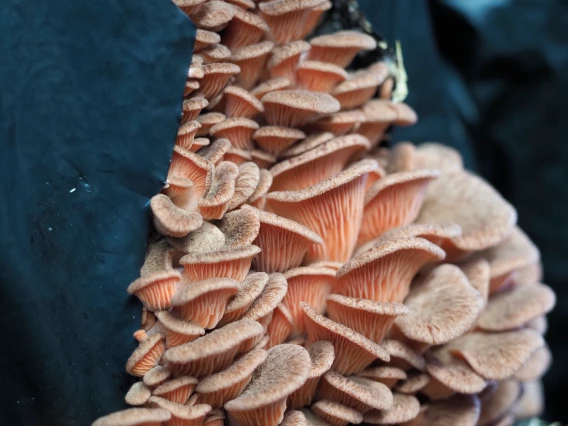 Pleurotus