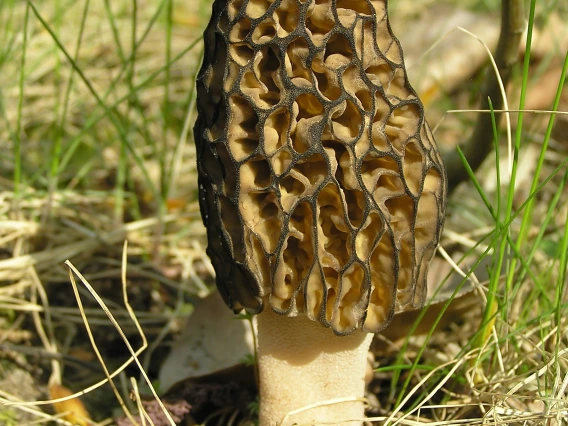 Morchella