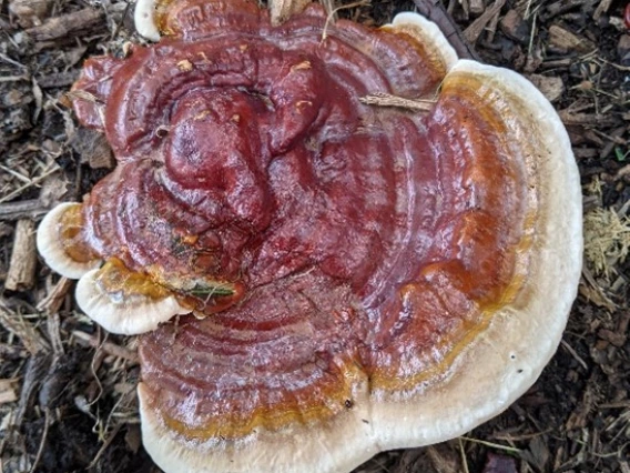 Wild reishi (Ganoderma resinaceum)