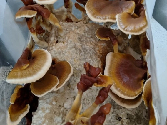 Cultivated reishi (Ganoderma resinaceum)