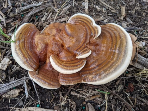 Wild reishi (Ganoderma sessile)
