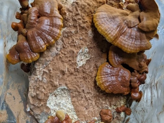 Cultivated reishi (Ganoderma sessile)