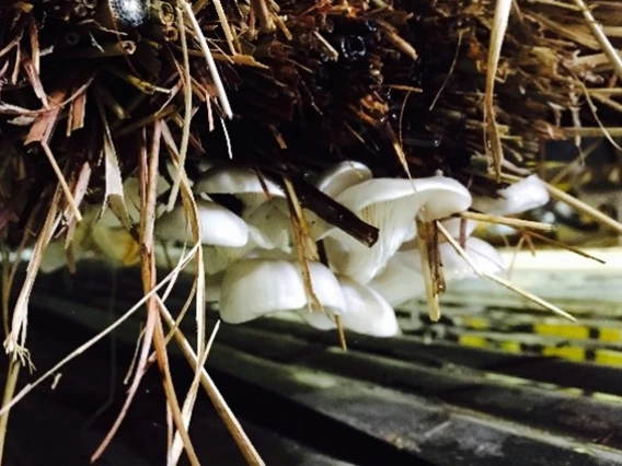 Oyster mushrooms fruiting on inoculated hay