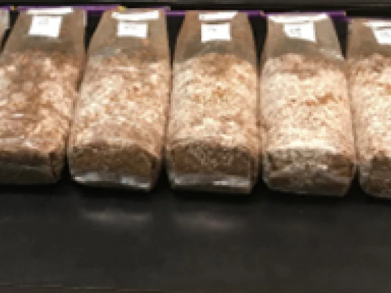 Mycelial colonization of BSG-based media