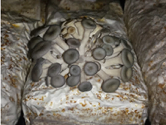 Oyster mushroom fruiting on inoculated BSG-based medium