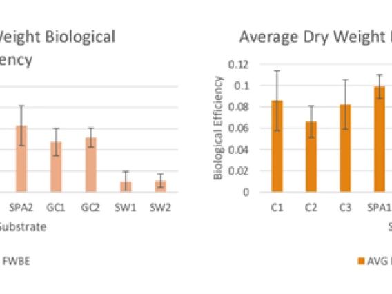 Biological efficiencies of BSG-based media