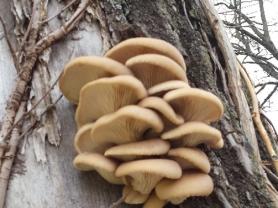 Wild oyster (Pleurotus ostreatus)