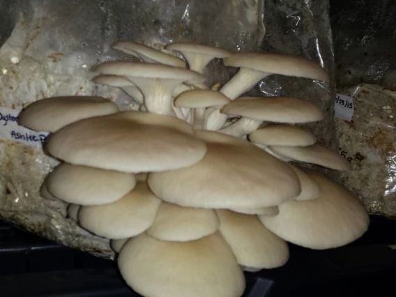 Cultivated oyster (Pleurotus ostreatus)