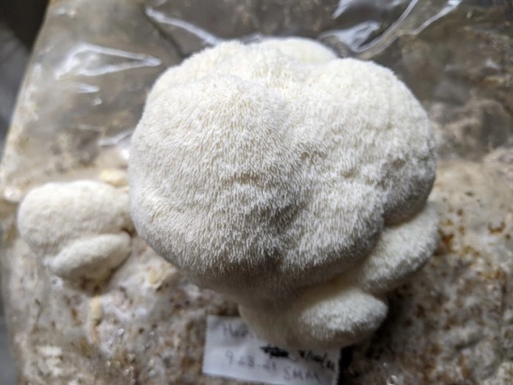 Young cultivated lion's mane (Hericium erinaceus)