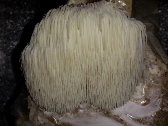 Mature cultivated lion's mane (Hericium erinaceus)