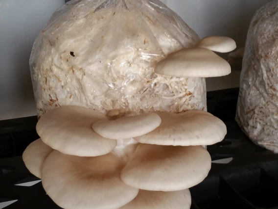 pearl mushroom