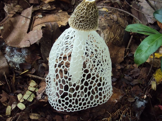 Image of Dyctyophora Mushroom