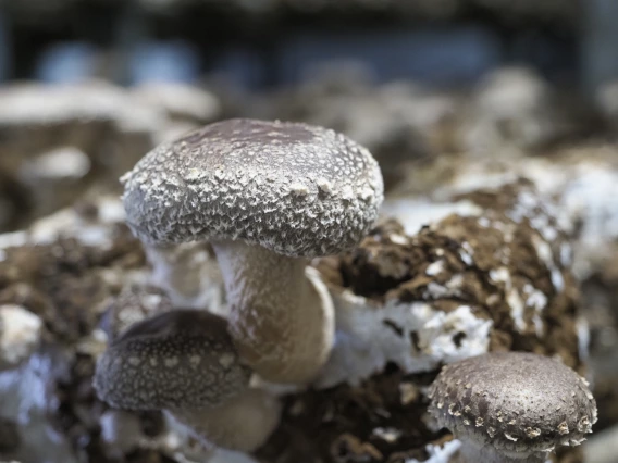 Close-up of shiitake mushrooms growing out of a sawdust block. 