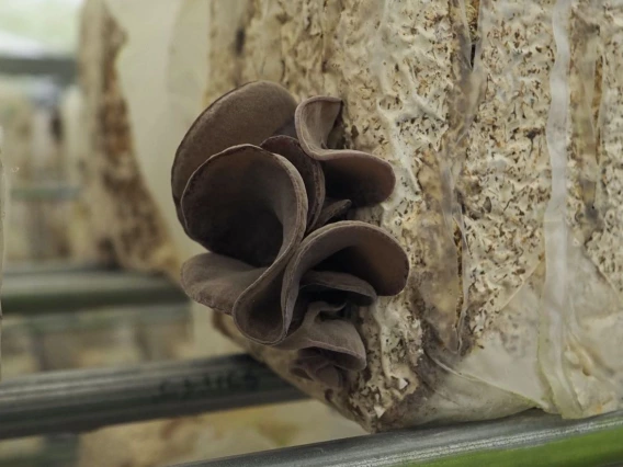 Image of a a wood-ear mushroom growing out of a plastic bag containing a block of substrate. 