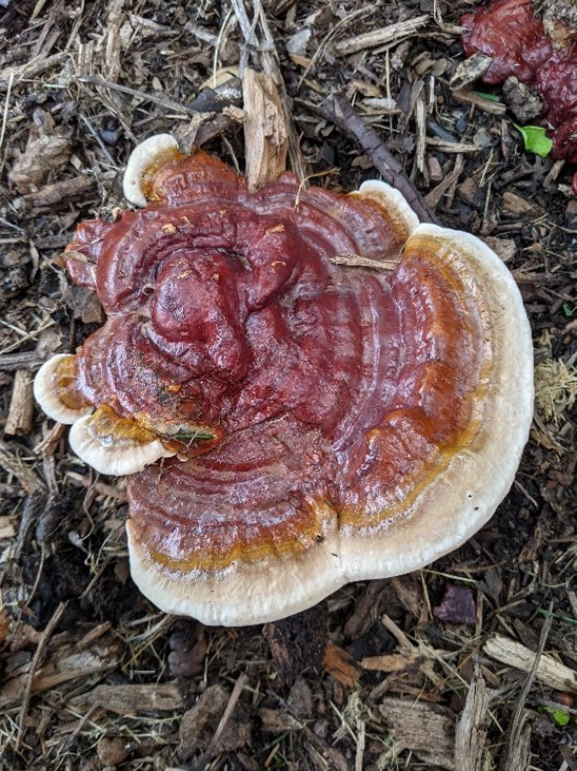Wild reishi (Ganoderma resinaceum)