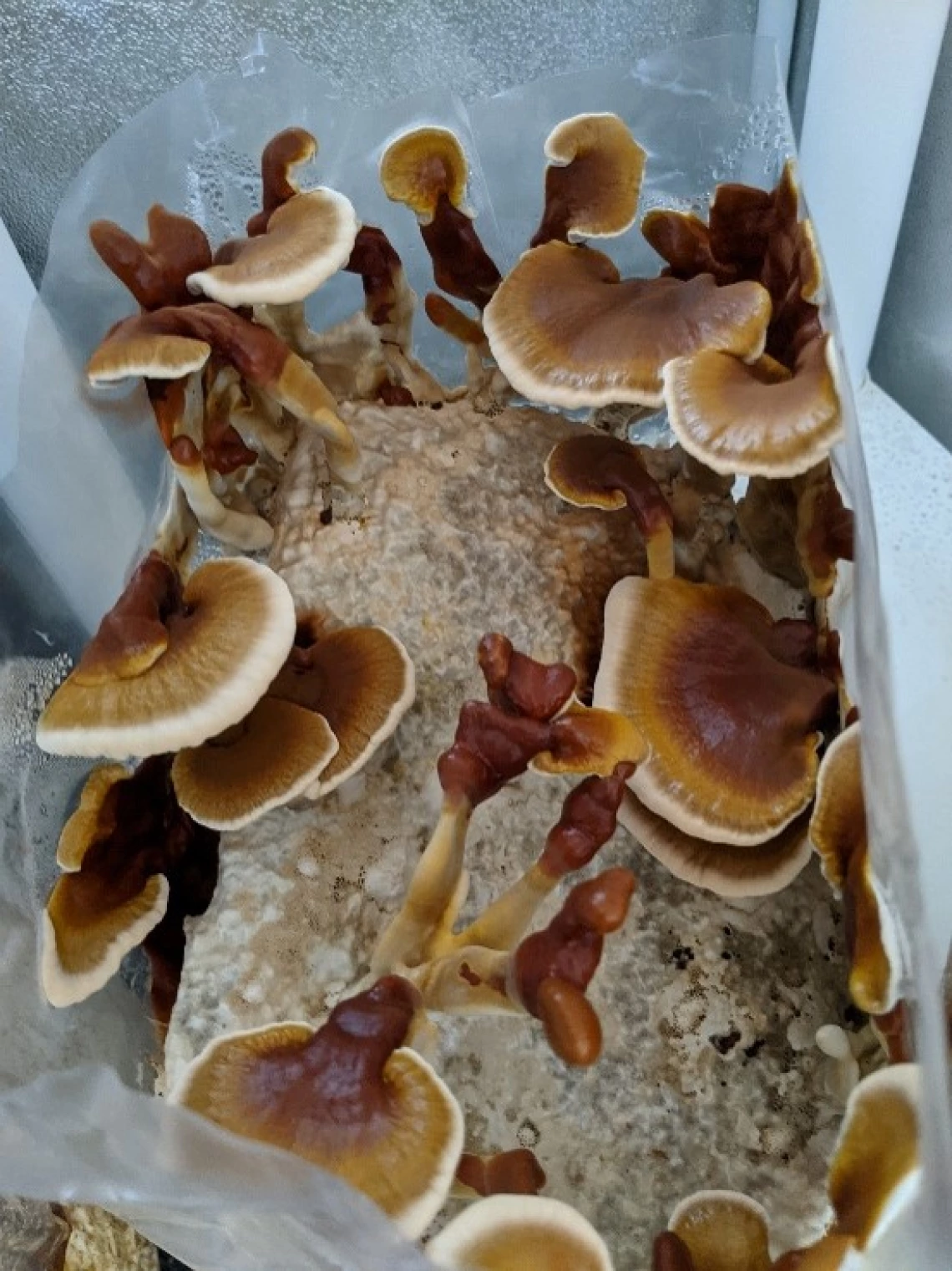 Cultivated reishi (Ganoderma resinaceum)