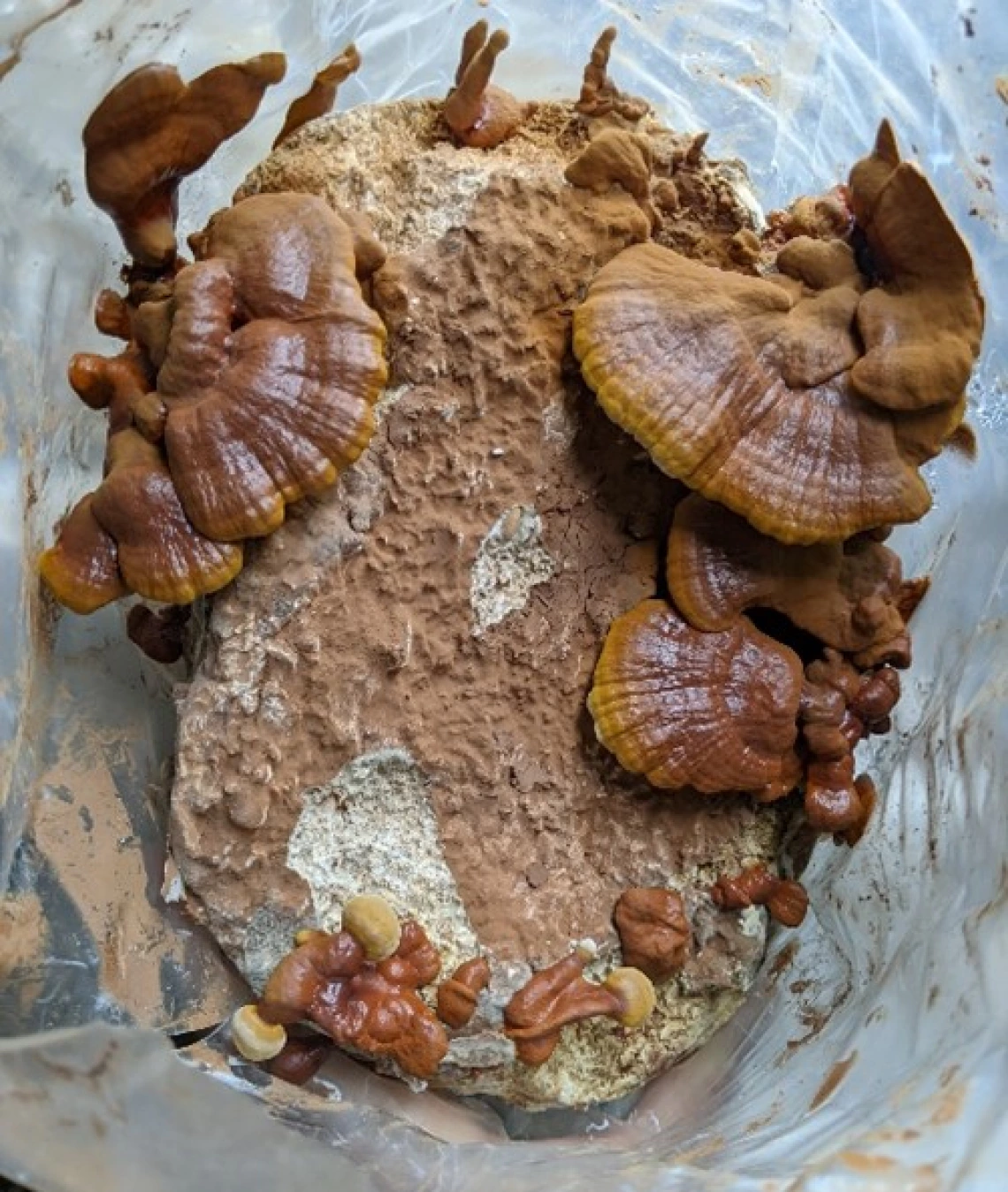 Cultivated reishi (Ganoderma sessile)