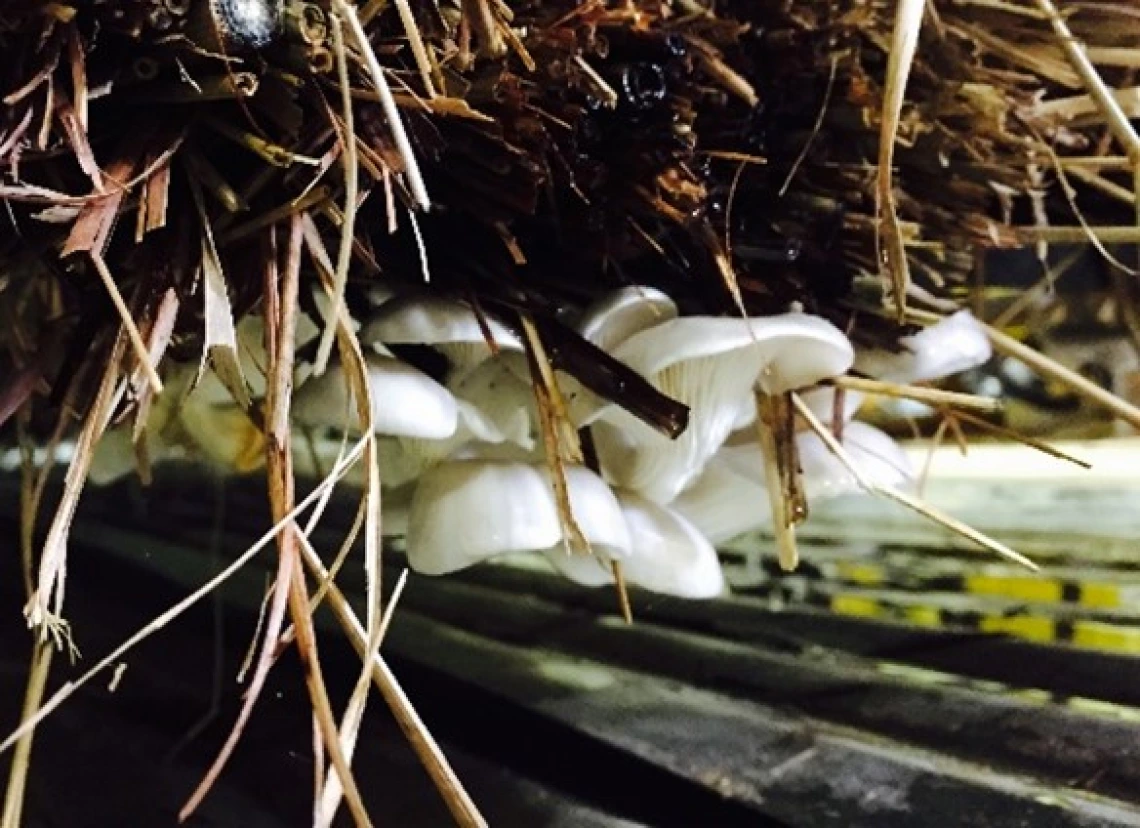 Oyster mushrooms fruiting on inoculated hay