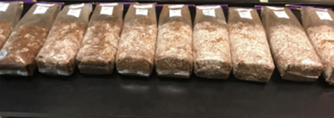 Mycelial colonization of BSG-based media