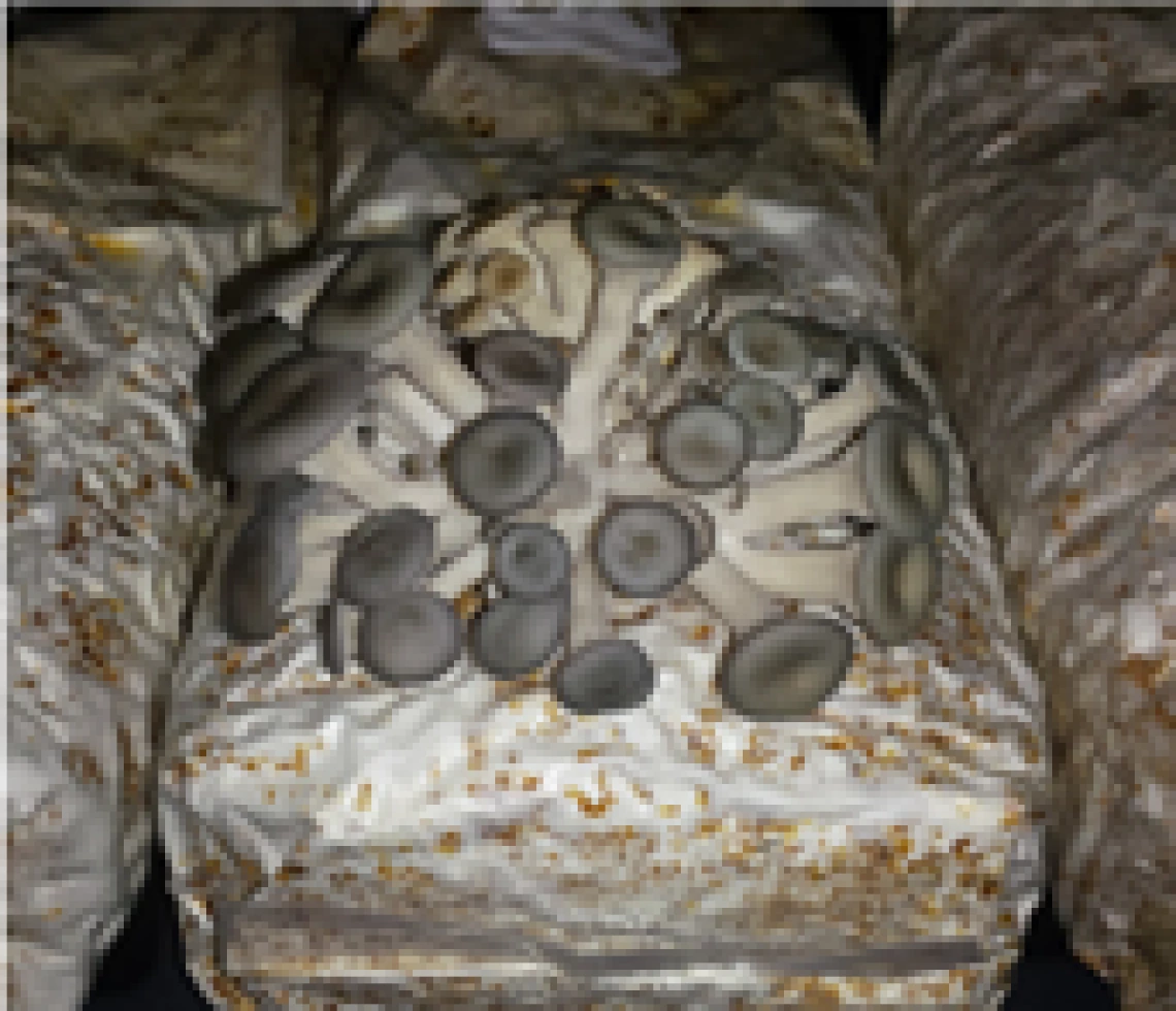 Oyster mushroom fruiting on inoculated BSG-based medium