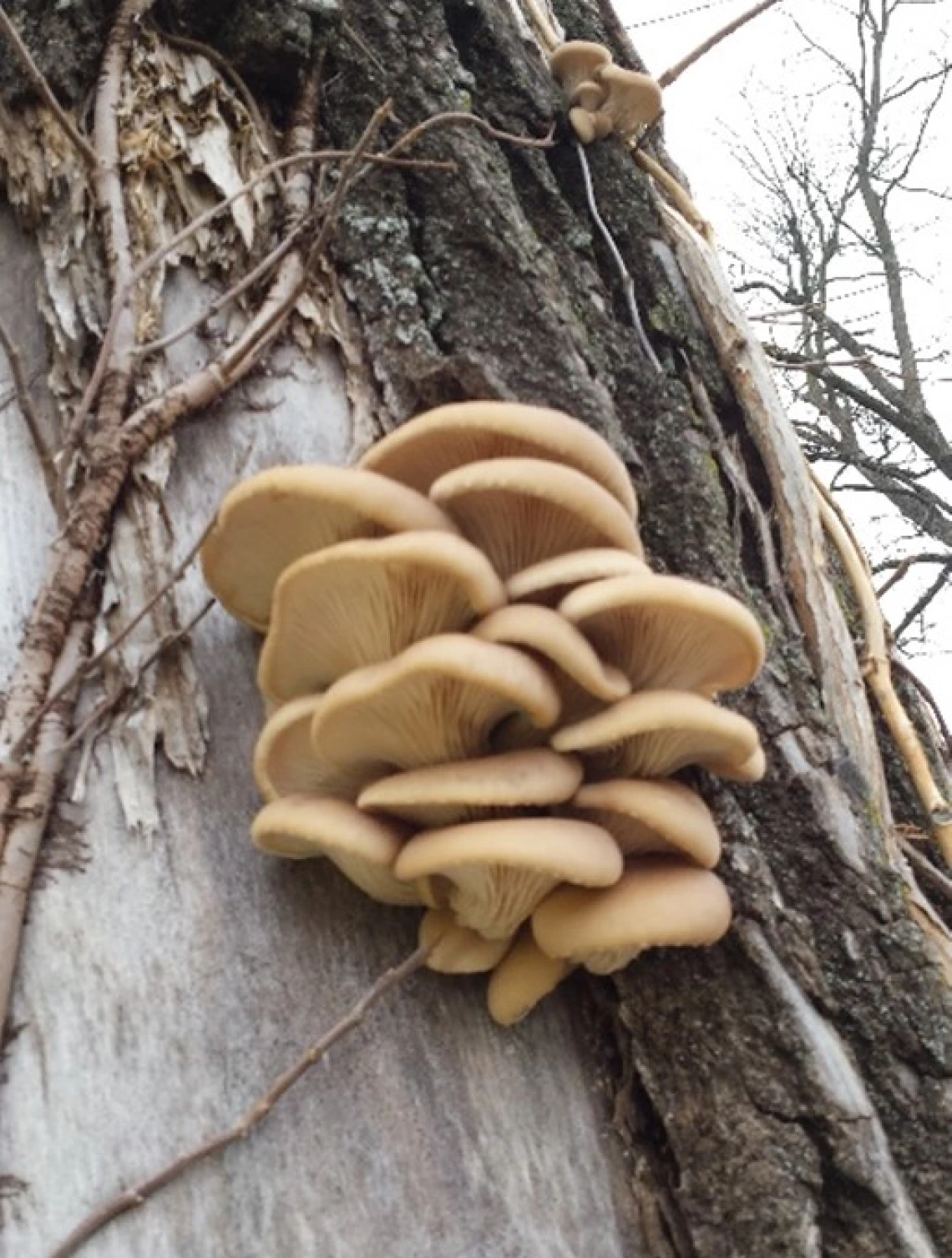 Wild oyster (Pleurotus ostreatus)