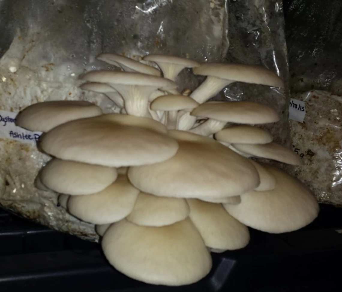 Cultivated oyster (Pleurotus ostreatus)