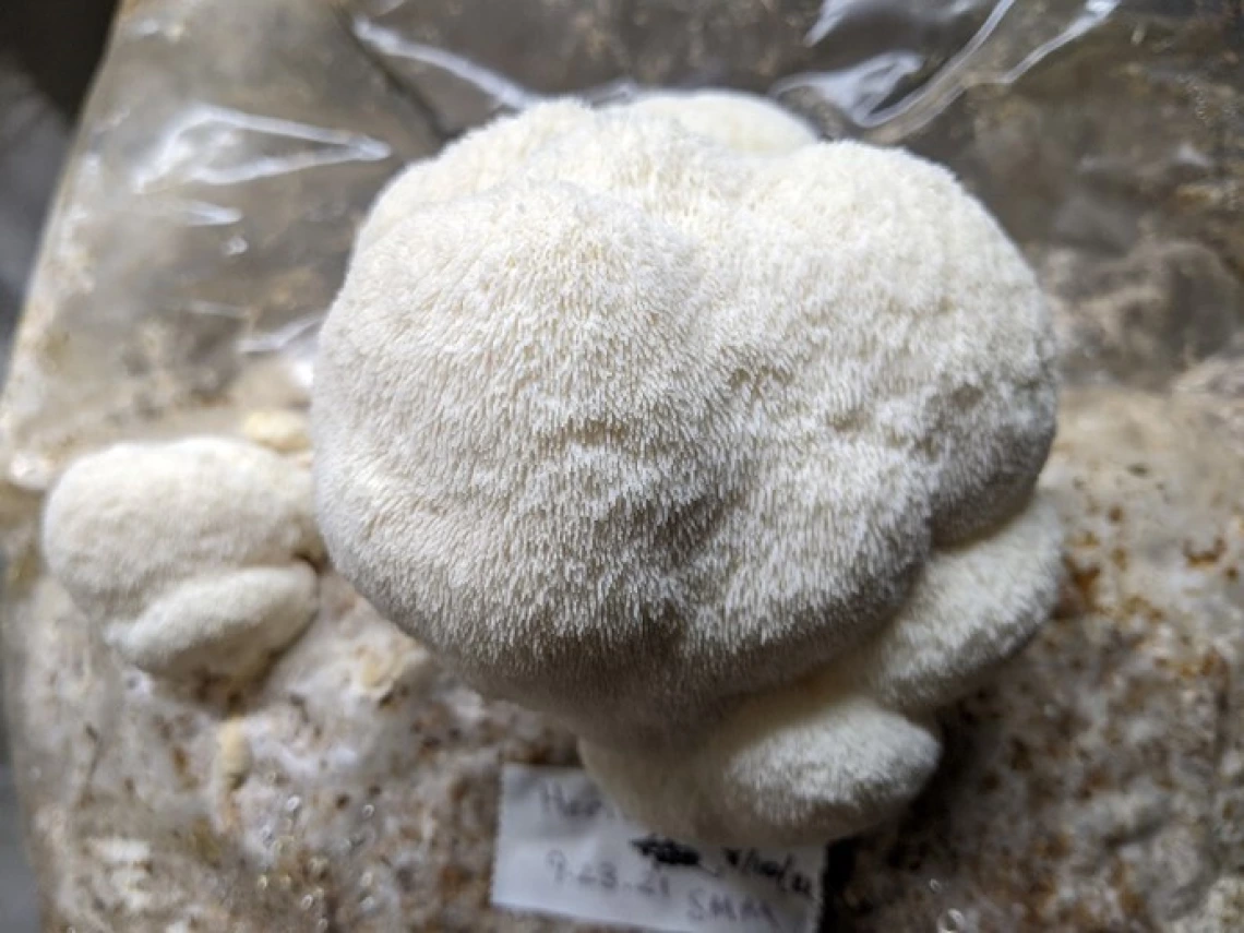 Young cultivated lion's mane (Hericium erinaceus)