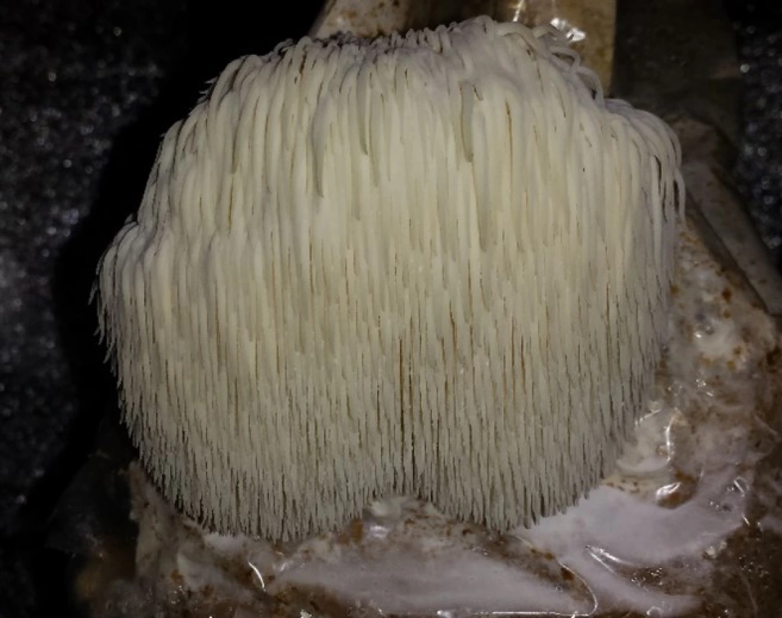 Mature cultivated lion's mane (Hericium erinaceus)