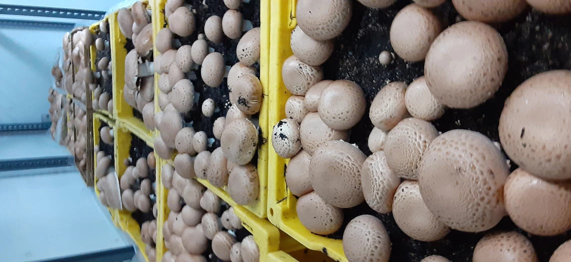 Bin production system