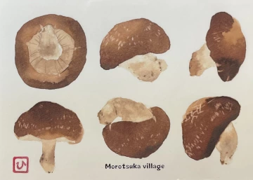 Image of a postcard from Morotsuka, Japan with 6 watercolor illustrations of shiitake. 