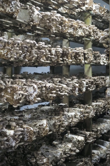 Image of shiitake mushrooms growing out of sawdust blocks in shelves in an indoor controlled environment.