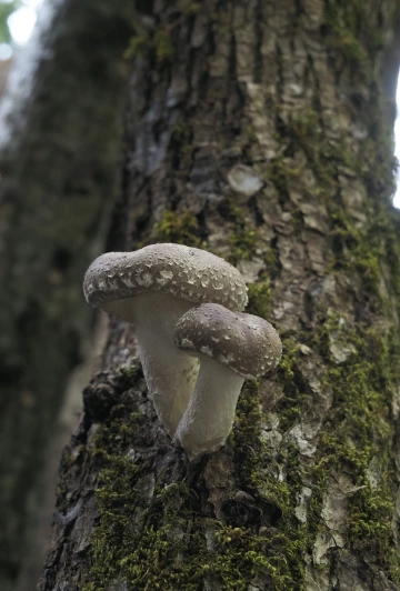 Image of shiitake mushrooms growing on an oak log.