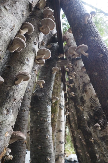 Image of shiitake mushrooms growing on logs. 